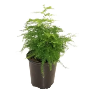 Plumosa Fern Plant Asparagus Fern 4