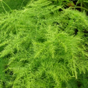 Plumosa Fern Plant Asparagus Fern 4