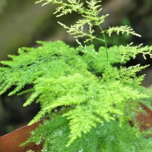Plumosa Fern Plant Asparagus Fern 4