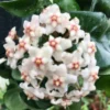 Hoya Krinkle Plant Ripple Hoya Carnosa - 2 Inch Potted Plant
