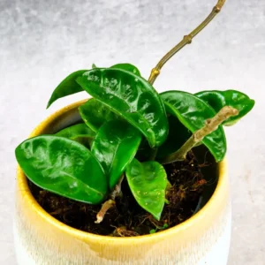 Hoya Krinkle Plant Ripple Hoya Carnosa - 2 Inch Potted Plant