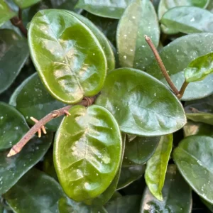 Hoya Krinkle Plant Ripple Hoya Carnosa - 2 Inch Potted Plant