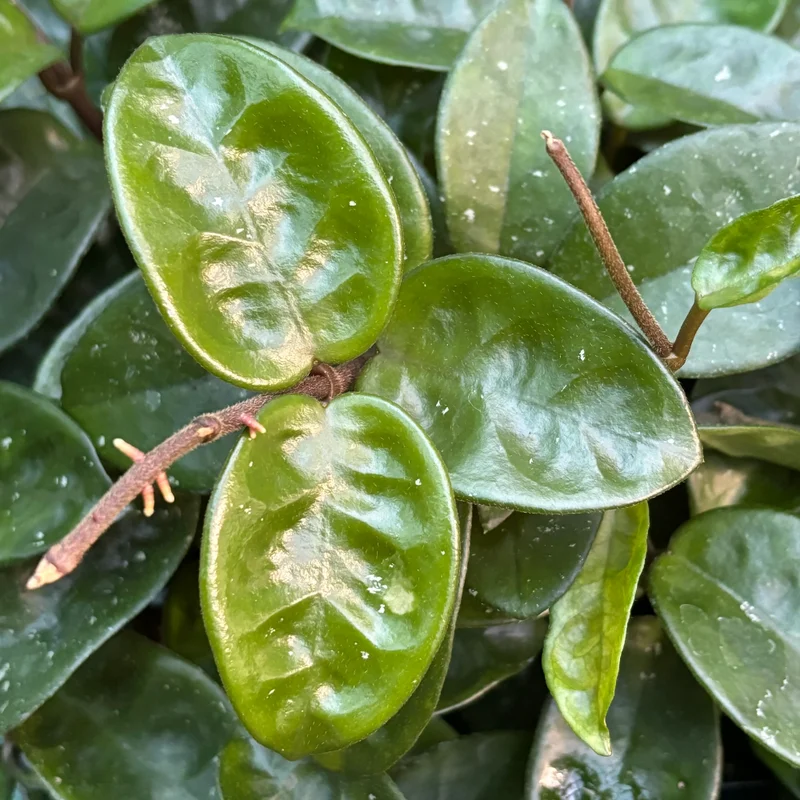 Hoya Krinkle Plant Ripple Hoya Carnosa - 2 Inch Potted Plant