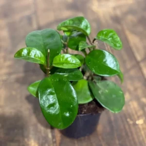 Hoya Krinkle Plant Ripple Hoya Carnosa - 2 Inch Potted Plant