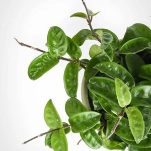 Hoya Krinkle Plant Ripple Hoya Carnosa - 2 Inch Potted Plant