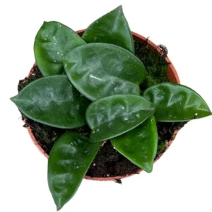 Hoya Krinkle Plant Ripple Hoya Carnosa - 4 Inch Potted Plant