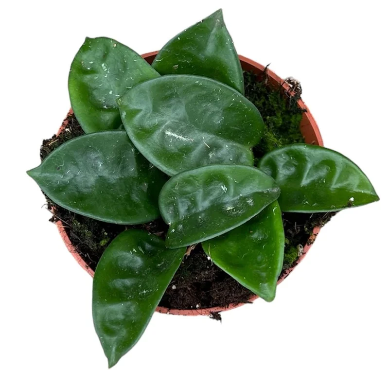 Hoya Krinkle Plant Ripple Hoya Carnosa - 4 Inch Potted Plant