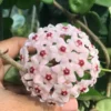 Hoya Krinkle Plant Ripple Hoya Carnosa - 4 Inch Potted Plant