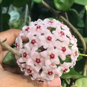 Hoya Krinkle Plant Ripple Hoya Carnosa - 4 Inch Potted Plant