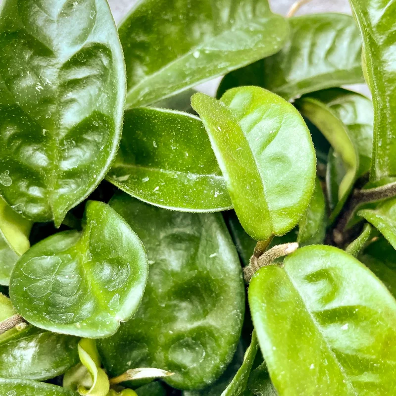 Hoya Krinkle Plant Ripple Hoya Carnosa - 4 Inch Potted Plant