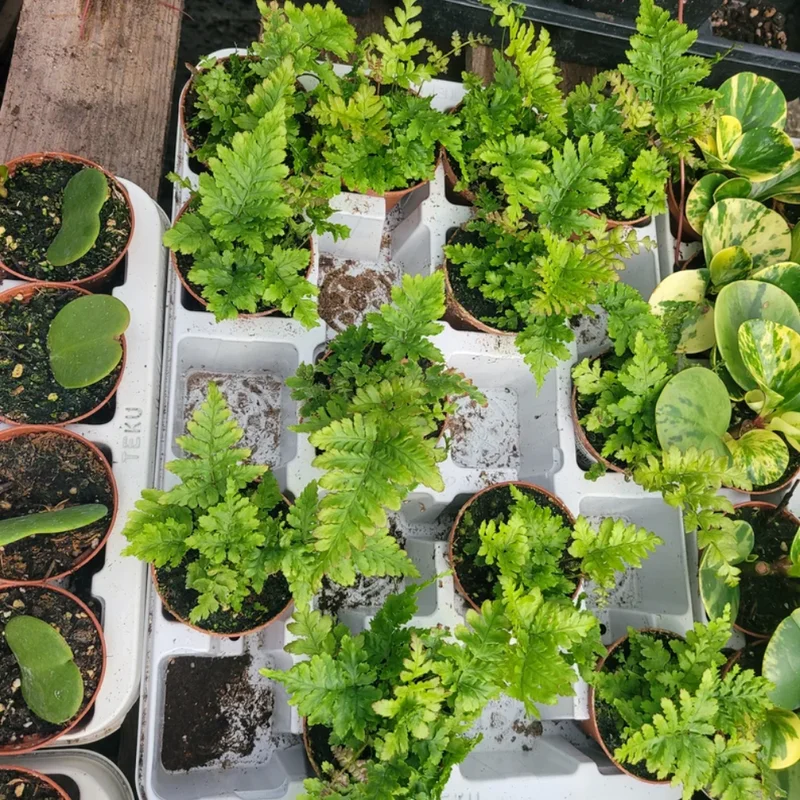 Autumn Fern Plant - Japanese Shield Fern - 2 Inch Pot Size