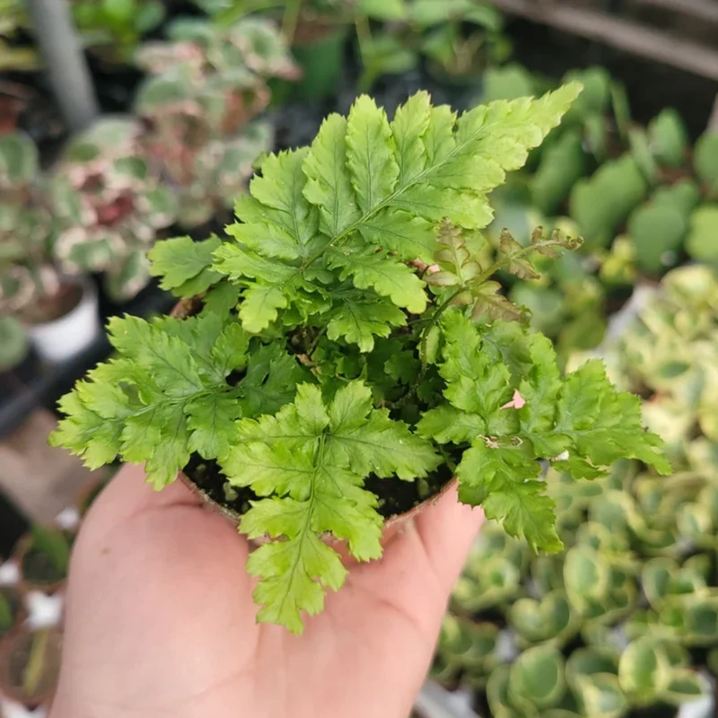 Autumn Fern Plant - Japanese Shield Fern - 2 Inch Pot Size