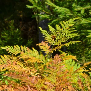 Autumn Fern Plant - Japanese Shield Fern - 2 Inch Pot Size