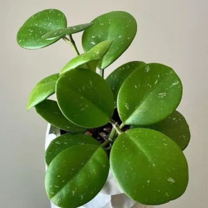 Hoya Obovata Splash Plant - 4 Inch Potted Indoor Plant