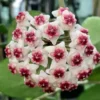 Hoya Obovata Splash Plant - 4 Inch Potted Indoor Plant