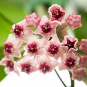 Hoya Obovata Splash Plant - 4 Inch Potted Indoor Plant