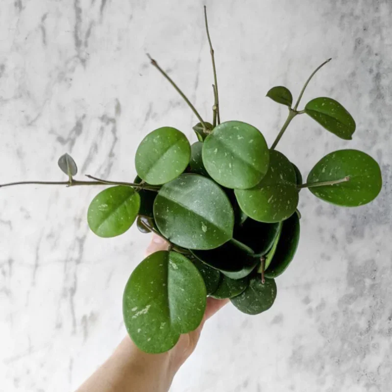 Hoya Obovata Splash Plant - 4 Inch Potted Indoor Plant