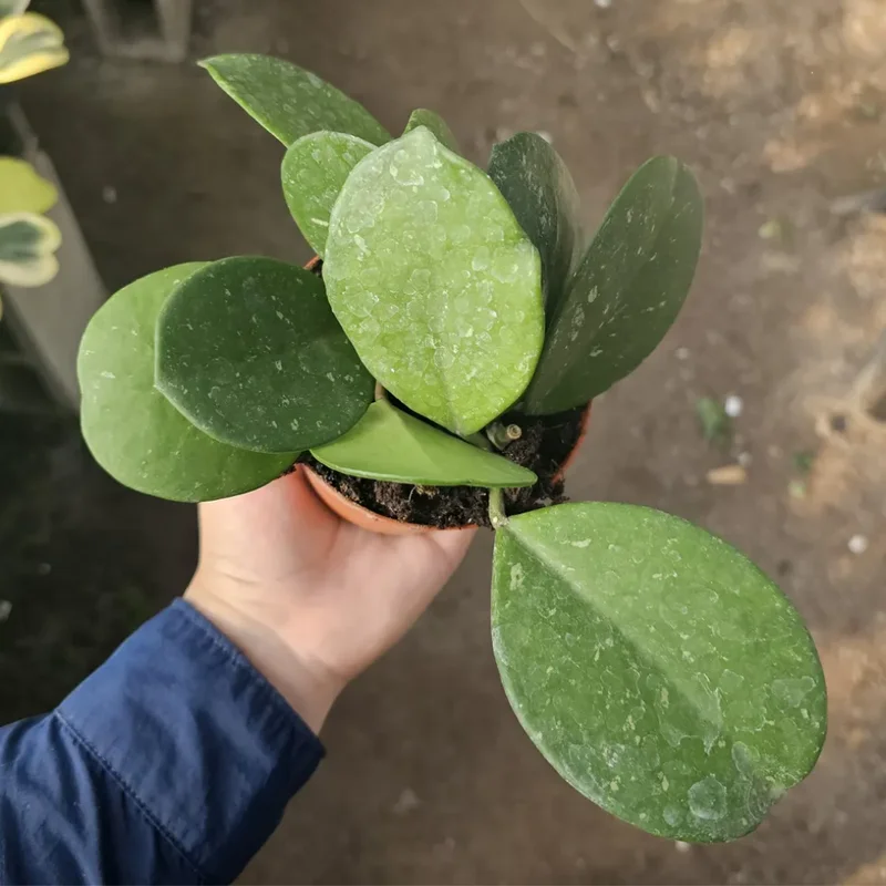 Hoya Obovata Splash Plant - 4 Inch Potted Indoor Plant