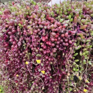 Ruby Necklace Succulent - 2 Inch Potted Plant - Unique Trailing Succulent