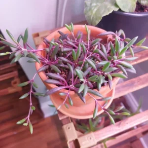 Ruby Necklace Succulent Plant 4 inch Pot Trailing Indoor Outdoor