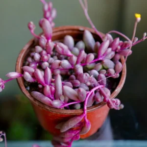 Ruby Necklace Succulent Plant 4 inch Pot Trailing Indoor Outdoor