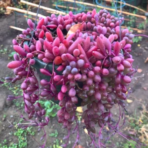 Ruby Necklace Succulent Plant 4 inch Pot Trailing Indoor Outdoor