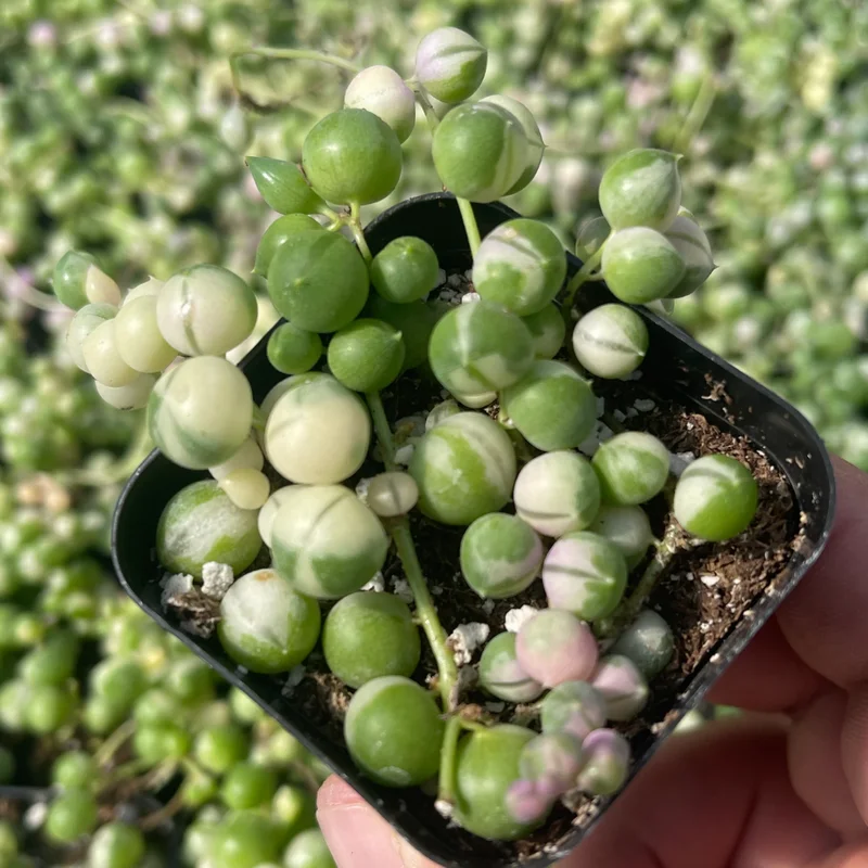 Variegated String of Pearls Succulent - 2 Inch Pot - Unique Houseplant