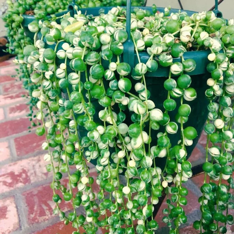 Variegated String of Pearls Succulent - 2 Inch Pot - Unique Houseplant
