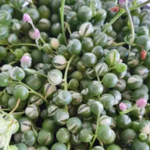 Variegated String of Pearls Succulent - 2 Inch Pot - Unique Houseplant