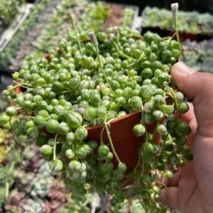 Variegated String of Pearls Succulent 4-inch Potted Plant