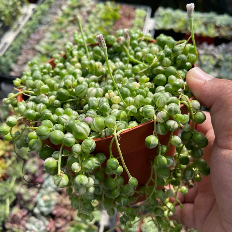 Variegated String of Pearls Succulent 4-inch Potted Plant