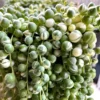 Variegated String of Pearls Succulent 4-inch Potted Plant
