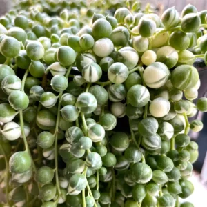 Variegated String of Pearls Succulent 4-inch Potted Plant