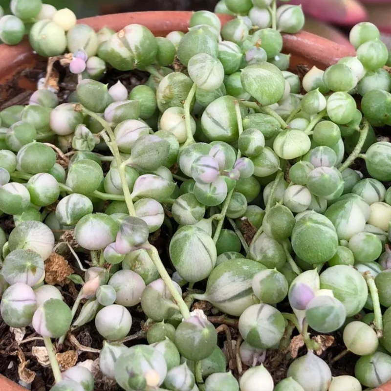 Variegated String of Pearls Succulent 4-inch Potted Plant