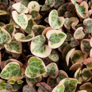 Variegated String of Hearts Plant 2