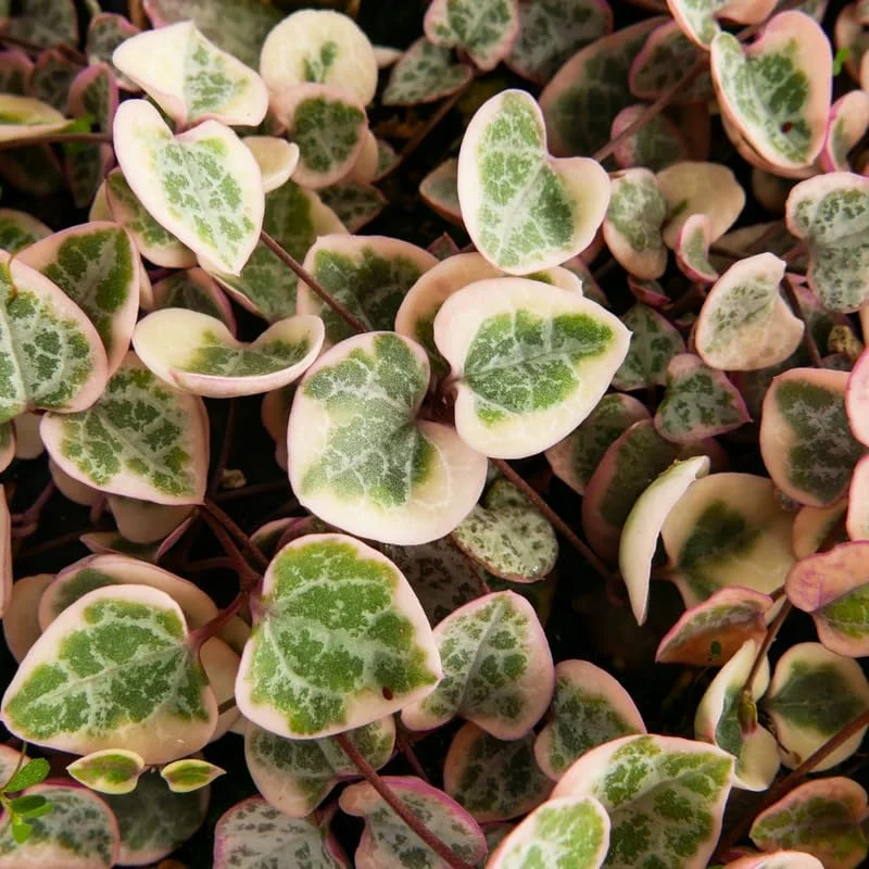 Variegated String of Hearts Plant 2" Pot Ceropegia woodii f. variegata Trailing Vine