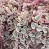 Variegated String of Hearts Plant 2" Pot Ceropegia woodii f. variegata Trailing Vine