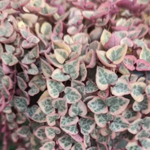 Variegated String of Hearts Plant 2" Pot Ceropegia woodii f. variegata Trailing Vine