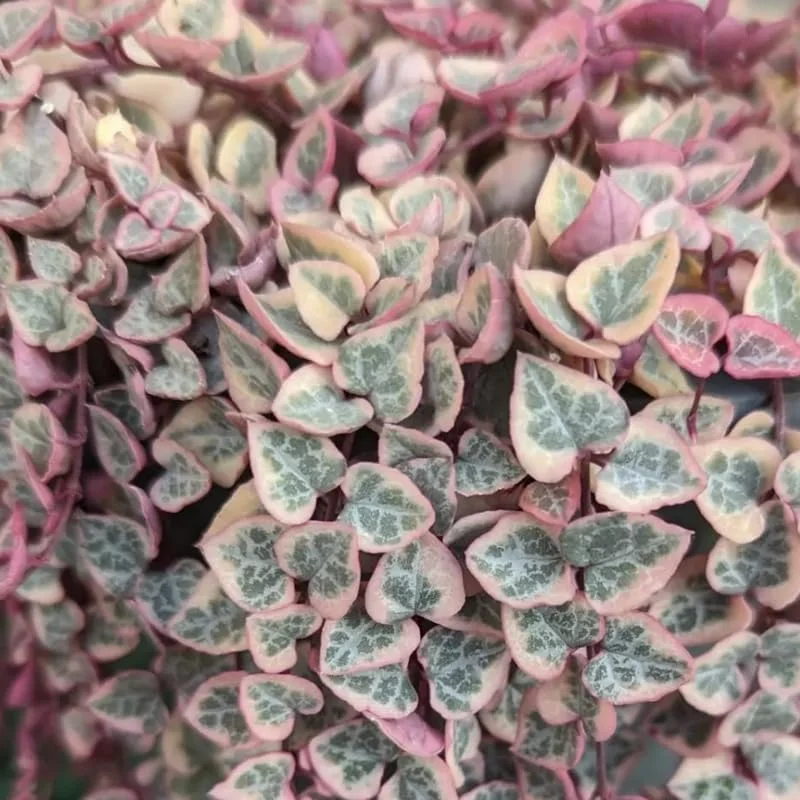 Variegated String of Hearts Plant 2" Pot Ceropegia woodii f. variegata Trailing Vine