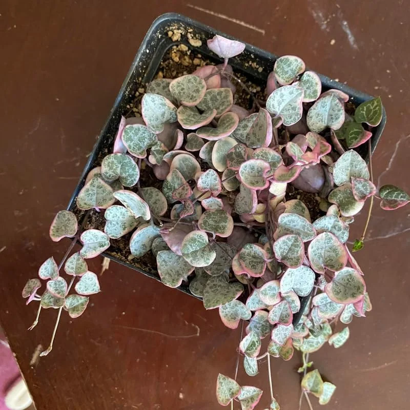Variegated String of Hearts Plant 2" Pot Ceropegia woodii f. variegata Trailing Vine