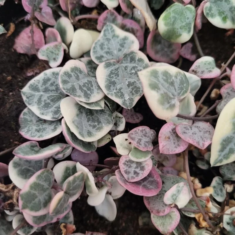 Variegated String of Hearts Plant 2" Pot Ceropegia woodii f. variegata Trailing Vine