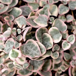 Variegated String of Hearts Plant 2