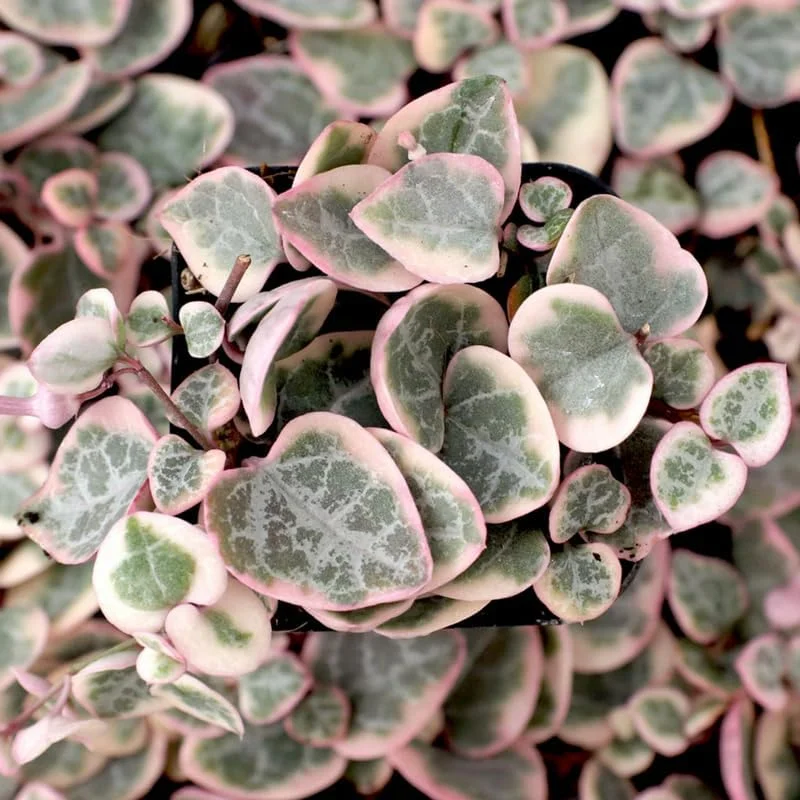 Variegated String of Hearts Plant 2" Pot Ceropegia woodii f. variegata Trailing Vine