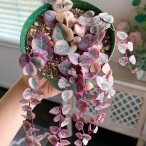 Variegated String of Hearts Plant 4