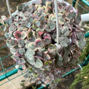 Variegated String of Hearts Plant 4