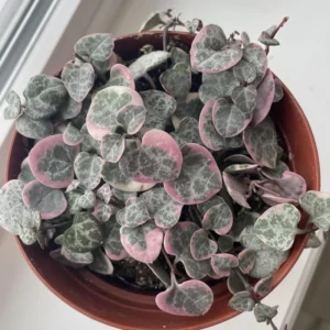 Variegated String of Hearts Plant 4