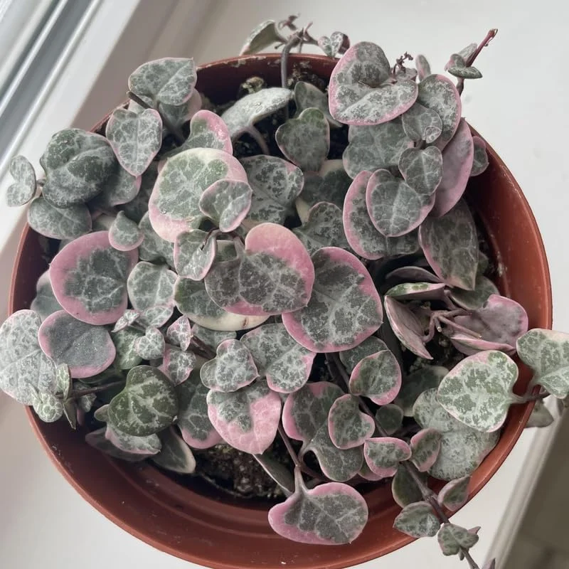 Variegated String of Hearts Plant 4" Pot Ceropegia woodii - Trailing Succulent