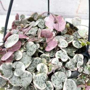 Variegated String of Hearts Plant 4