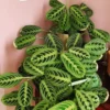 Maranta Lemon Lime Plant 4 Inch Pot Indoor Plant