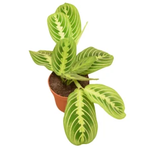 Maranta Lemon Lime Plant 4 Inch Pot Indoor Plant